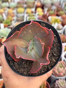 Echeveria blue cat