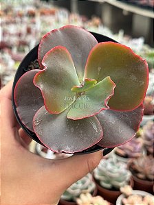 Echeveria blue cat
