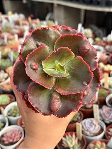 Echeveria cuenca (sem raiz)