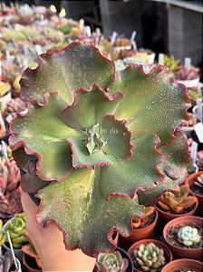 Echeveria cuenca