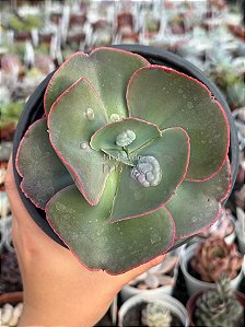 Echeveria cuenca