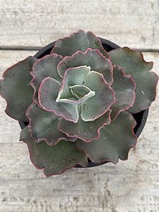 Echeveria cuenca (sem raiz)