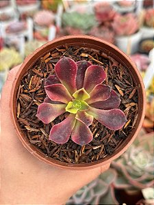 Aeonium super bang P (sem raiz)