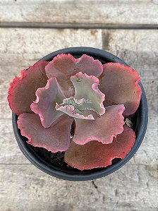 Echeveria corralium (sem raiz)