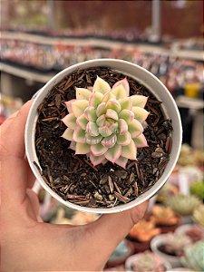 Echeveria mebina variegata
