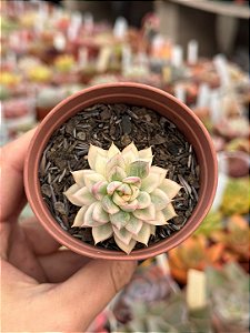 Echeveria mebina variegata