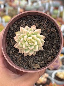 Echeveria mebina variegata