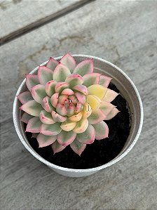 Echeveria mebina variegata
