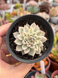 Echeveria mebina variegata