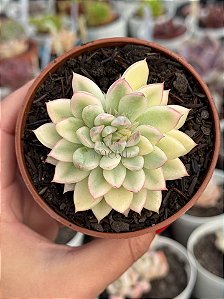 Echeveria mebina variegata