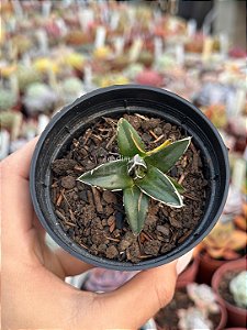 Agave vitorae reginae