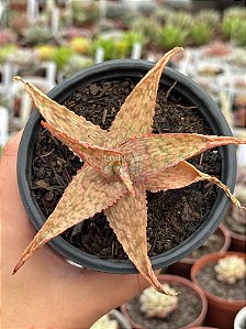 Aloe “pink blush”