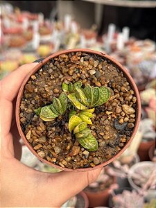 Gasteria gracilis variegata