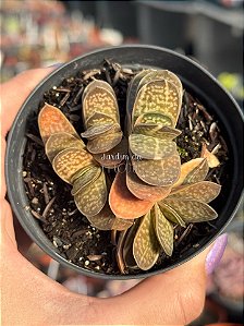 Gasteria gracilis variegata