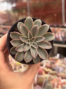 Echeveria fantastic fountain