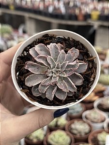 Echeveria fantastic fountain