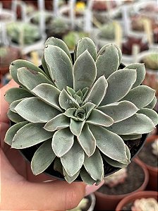 Echeveria fantastic fountain