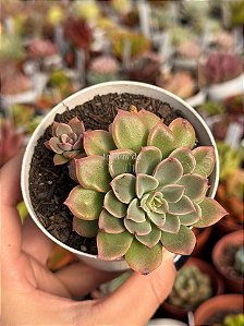 Echeveria fantastic fountain