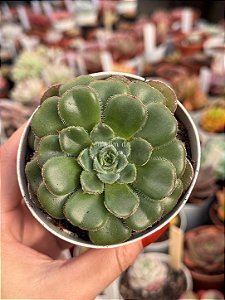 Echeveria Paula