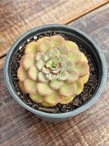 Echeveria Paula
