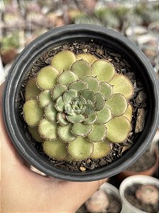 Echeveria Paula
