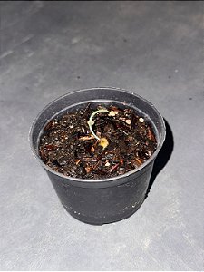 Albuca concordiana