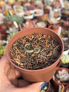 Albuca concordiana