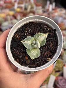 Agave isthmensis variegata (sem raiz)