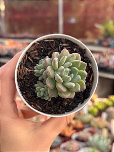 Echeveria amoena