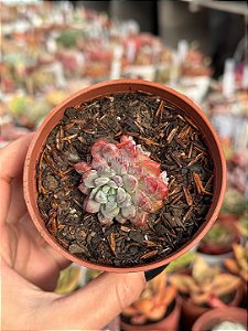 Echeveria amoena