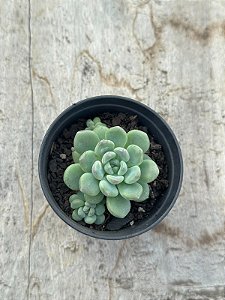 Echeveria amoena