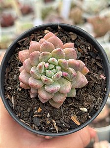 Echeveria amoena