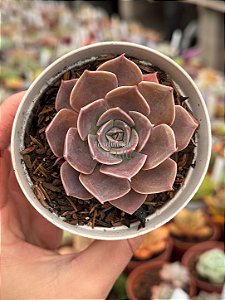 Echeveria linda jean