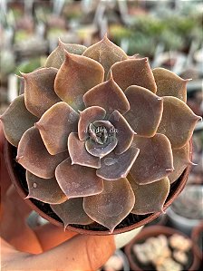 Echeveria linda jean