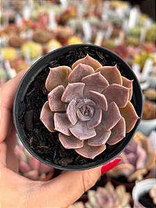Echeveria linda jean