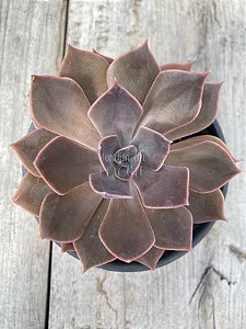Echeveria linda jean