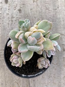 Echeveria albicans variegata ( colônia)