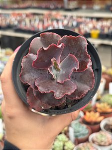 Echeveria loky