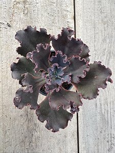 Echeveria loky (sem raiz)