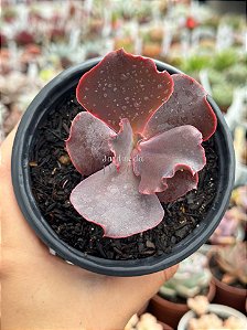 Echeveria loky