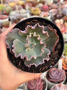 Echeveria neew 15 (sem raiz)