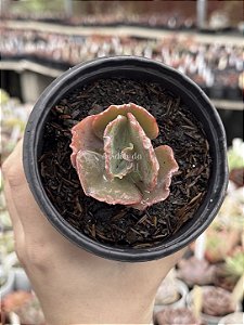 Echeveria neew 15