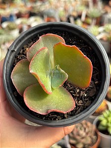Echeveria neew 15