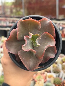 Echeveria clhoe