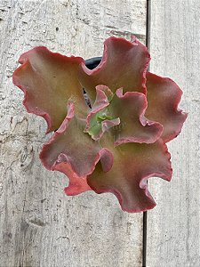 Echeveria clhoe (sem raiz)
