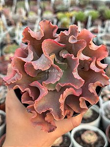 Echeveria clhoe (sem raiz)