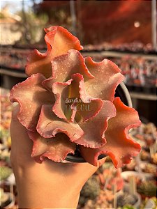 Echeveria clhoe