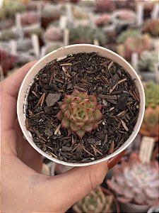 Echeveria rainstar