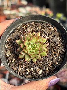 Echeveria rainstar