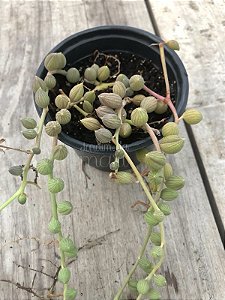 Senecio herreianus